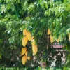 Information About Papaya Tree