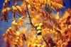 Information About Walnut Tree with their Identification, Types, Images, and Benefits
