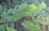Acacia Catechu Extract Manufacturers | Acacia Catechu Suppliers Exporters