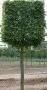 Organic fruit tree nursery in UK- Greenhills Nursery