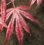 Shrubs