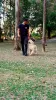 Adestrador de cachorro em SP - Renan Adestrador