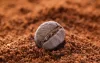Start Your Day with Agglomerated Instant Coffee