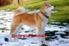 Akita dogs