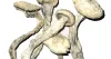 Penis Envy Mushrooms : Do You Really Need It? This Will Help You Decide! – golf-insideouttraining