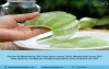 Aloe Vera Gel Project Report 2021: Plant Setup, Manufacturing Process, Business Plan, Industry Trends, Machinery Requirements, Raw Materials, Cost and Revenue 2026 – SoccerNurds