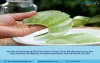 Aloe Vera Gel Manufacturing Process, Industry Trends, Project Cost, Plant Setup, Machinery Requirements, Raw Materials, Cost And Revenue 2021-2026 - The Market Writeuo