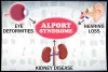 Alport syndrome : Causes, Symptoms, Diagnosis & Diet