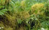 Akash Bail - Cassytha filiformis Properties, Uses &amp; Benefits