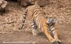 Frequently Asked Questions about Kanha Jungle Safari