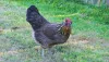 Ameraucana Chicken : Care Guide about these fantastic chickens