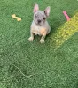 Available cheap French Bulldog Puppies for Sale at best price - Kate Frenchies