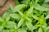 Andrographis Paniculata Extract Manufacturers | Andrographis Paniculata Extract Suppliers Exporters