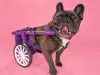Dog Wheelchairs – Several Reasons Your Canine Needs Them 