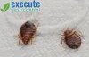 Treatment Options for Bed Bugs in Singapore
