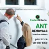 Ant Exterminator in Niagara, Ontario