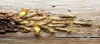 Top 3 Termite Treatment Chemicals For Wood In India