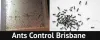 Pest Control Sandgate |1800 033 756 | Complete Pest Control |