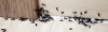 Ants Exterminator Oceanside | Carpenter Ants Pest Control