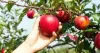 Some Top Facts about Apples - Food Stuff Mall