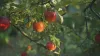 Benefits of Drinking Apple Cider Vinegar
