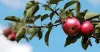All About Apple Tree with Their Types, Benefits, and Images - Info About Trees