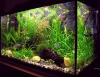 10 Best Freshwater Aquarium Fish For Your Home