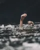 Lifeguard services near me