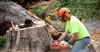 How To Hire An Arborist: The Ultimate Guide