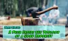 Arborist | A Peek Inside the Toolbox of a Good Arborist - Blog