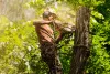 Arborist sydney