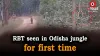 Royal Bengal Tiger was seen moving in Debrigarh sanctuary