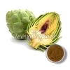 artichoke leaf extract, How to make artichoke leaf extract, artichoke leaf extract benefits, globe artichoke leaf extract, artichoke leaf extract supplier