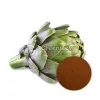 artichoke leaf extract powder, artichoke leaf powder, artichoke extract powder, artichoke leaf powder uses