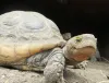 Blog on Sulcata Tortoise Hatchling and Mediterranean Tortoises