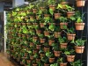 Indoor Plant Hire - Office Plant Hire Melbourne 