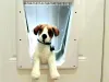 3 Essential Benefits of Installing an Automatic Pet Door