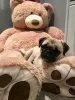 Available Waaba Pugs | Waabapugs for Sale