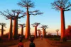 Avenue of Baobab