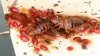 Habitats of Bed Bugs - Bud Bugs Control Services | Awesome Pest