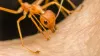Do Pavement Ants bite?- Pavement Ants Control Services | Awesomepest