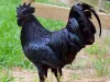 Ayam Cemani How to Breed Your Chickens for Better Results?