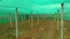 How Does Shade Net Contribute Major Part in Cultivation Sector?