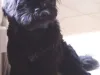 Dogs for sale in Pakistan - Dogs Breeds Classifieds