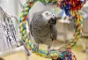 Home - Pet Bird Breeders