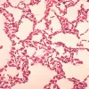 bacillus coagulans powder, bulk bacillus coagulans powder, bacillus coagulans powder supplier