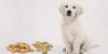 Can Dog Eats Nuts | Nuts Toxic to Dogs | petsfoodnutrition.com