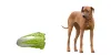 Can Dog Eats Napa Cabbage - PetsFoodNutrition.com