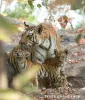 Frequently Asked Questions about Pench Safari -