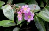 Banaba Extract Manufacturers | Banaba Extracts Suppliers Exporters